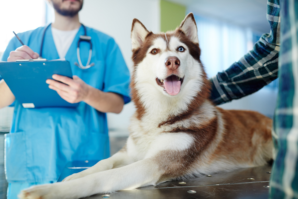 Pet Wellness Exam | Veterinarian in Anaheim Hills, CA | Sunrise Pet Hospital